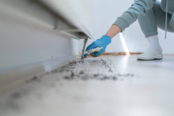 Best Emergency Pest Control  in Amboy, WA